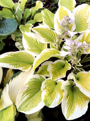 Хоста Спринг Морнинг (Spring Morning) [M]