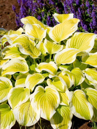 Хоста Спринг Морнинг (Spring Morning) [M]