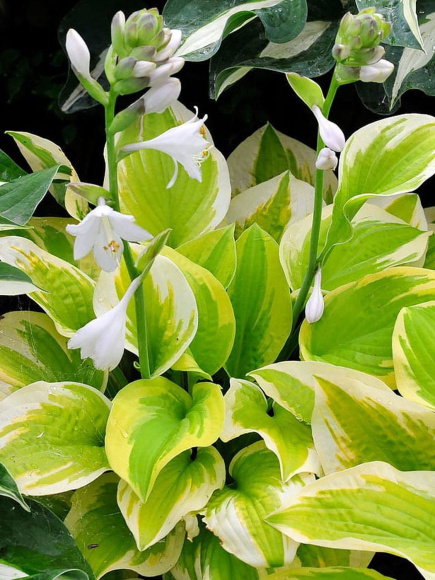 Хоста Спринг Морнинг (Spring Morning) [M] купить с доставкой