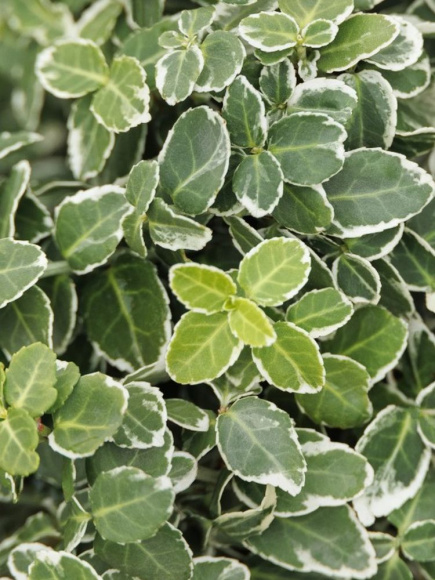 Бересклет форчуна Эмеральд Гаити (Emerald Gaiety) купить с доставкой