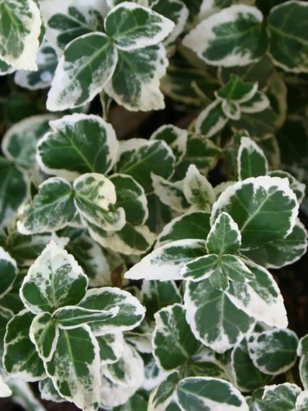 Бересклет форчуна Эмеральд Гаити (Emerald Gaiety) купить с доставкой