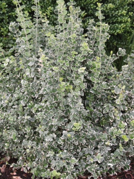 Бересклет форчуна Эмеральд Гаити (Emerald Gaiety) купить с доставкой