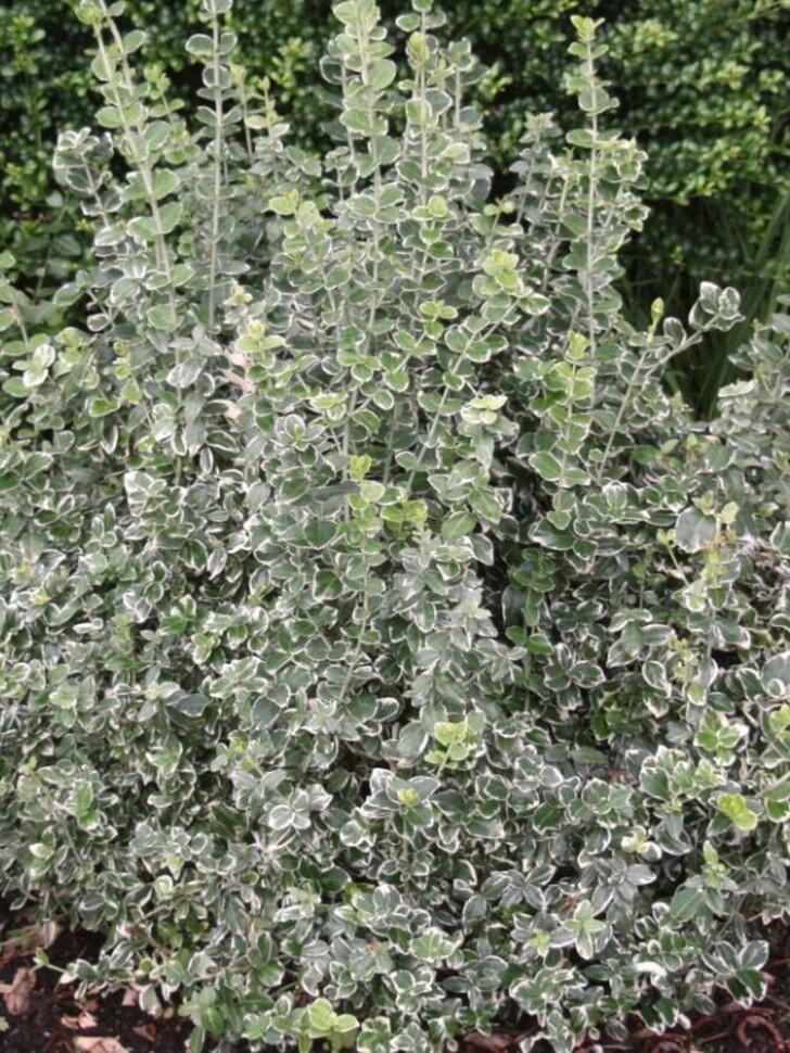 Бересклет форчуна Эмеральд Гаити (Emerald Gaiety) купить с доставкой Бересклет форчуна Эмеральд Гаити (Emerald Gaiety) купить с доставкой