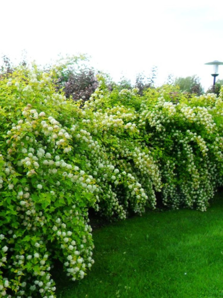 Пузыреплодник Дартс Голд (Dart's Gold) купить с доставкой Пузыреплодник Дартс Голд (Dart's Gold) купить с доставкой