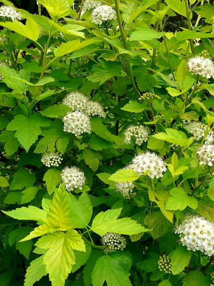 Пузыреплодник Дартс Голд (Dart's Gold) купить с доставкой Пузыреплодник Дартс Голд (Dart's Gold) купить с доставкой