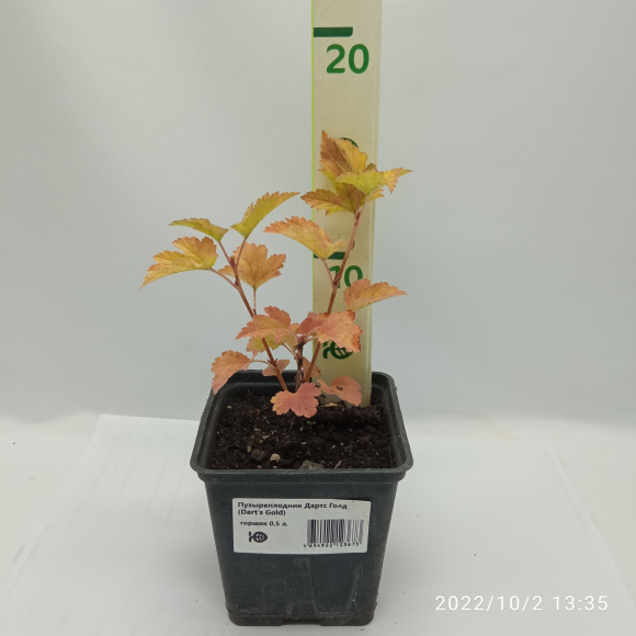 Пузыреплодник Дартс Голд (Dart's Gold) купить с доставкой