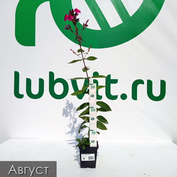 Флокс Старый маяк купить с доставкой