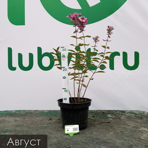 Флокс Старый маяк купить с доставкой