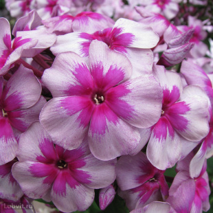 Флокс Старый маяк