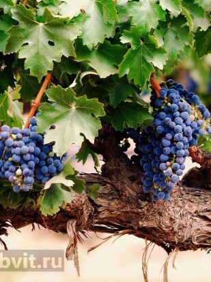 Виноград Амурский (Vitis amurensis) Виноград Амурский (Vitis amurensis)