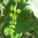 Виноград Амурский (Vitis amurensis) с доставкой