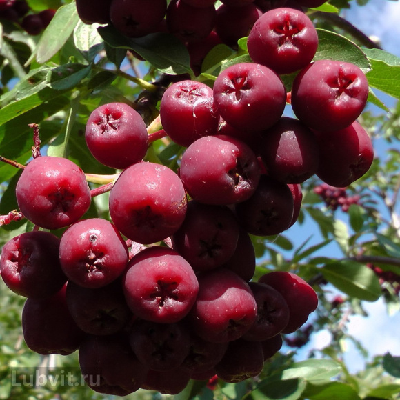 Рябина Гранатная купить с доставкой Рябина Гранатная купить с доставкой