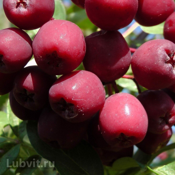 Рябина Гранатная купить с доставкой Рябина Гранатная купить с доставкой