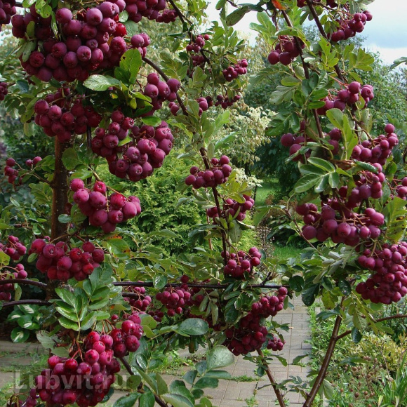 Рябина Гранатная купить с доставкой Рябина Гранатная купить с доставкой