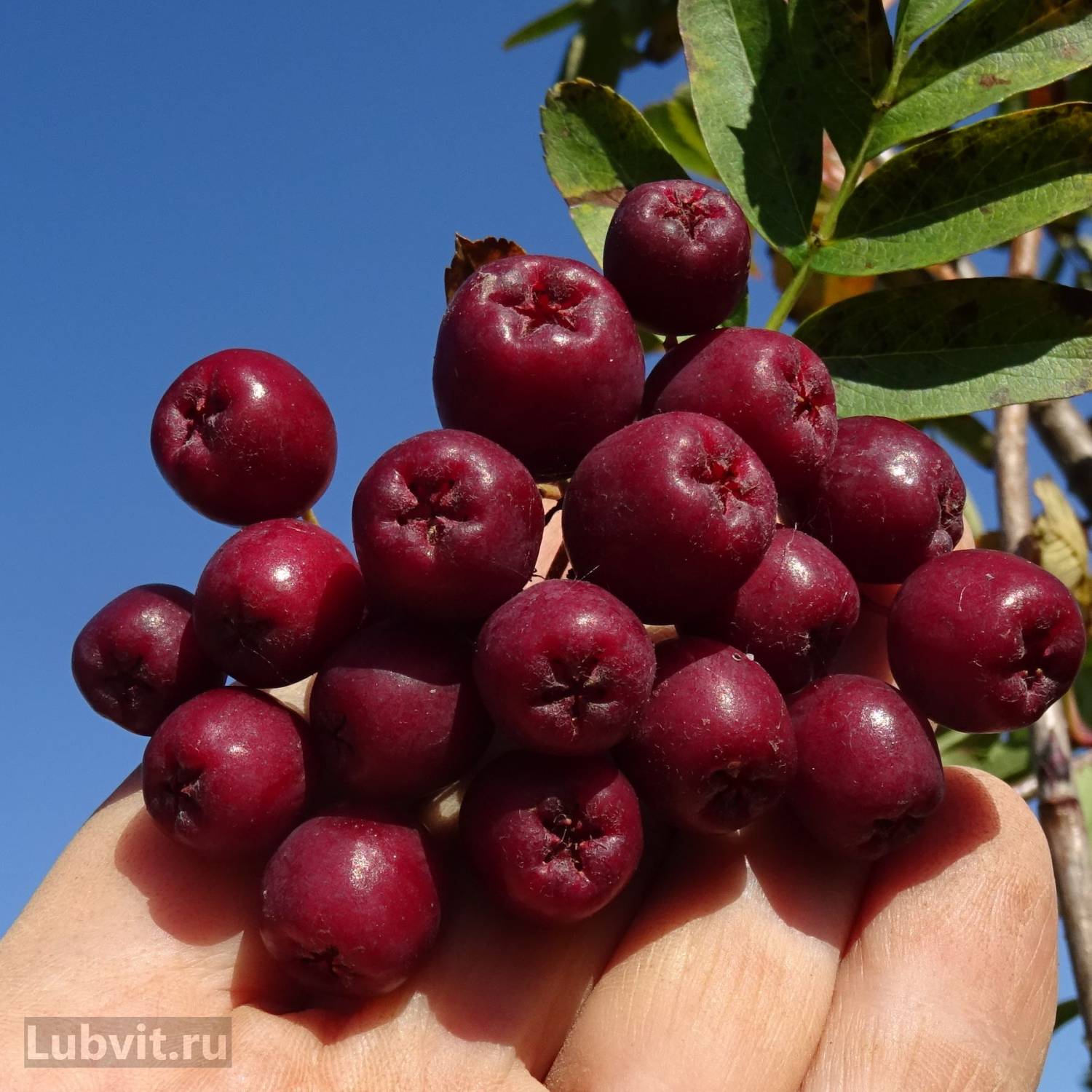 Рябина Купить Саженцы В Москве