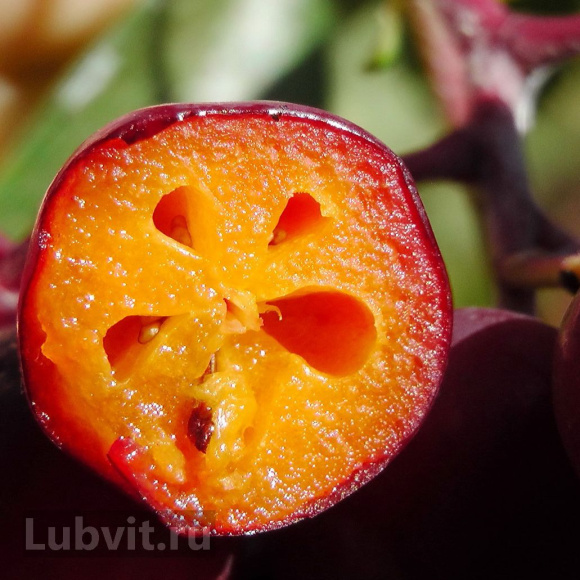 Рябина Гранатная купить с доставкой Рябина Гранатная купить с доставкой