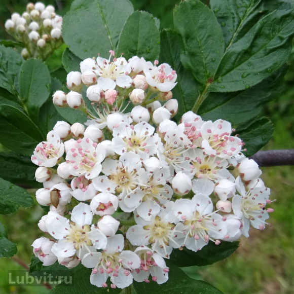 Рябина Гранатная купить с доставкой Рябина Гранатная купить с доставкой