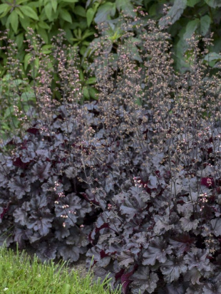 Гейхера Блэк Перл (Black Pearl)