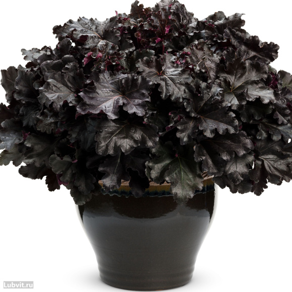 Гейхера Блэк Перл (Black Pearl) купить с доставкой