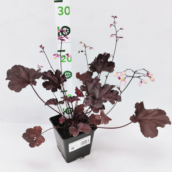 Гейхера Блэк Перл (Black Pearl) купить с доставкой