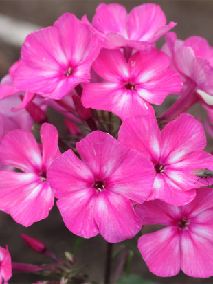 Флокс Автограф