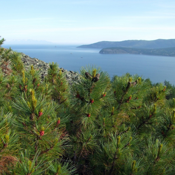 Сосна стланиковая купить с доставкой