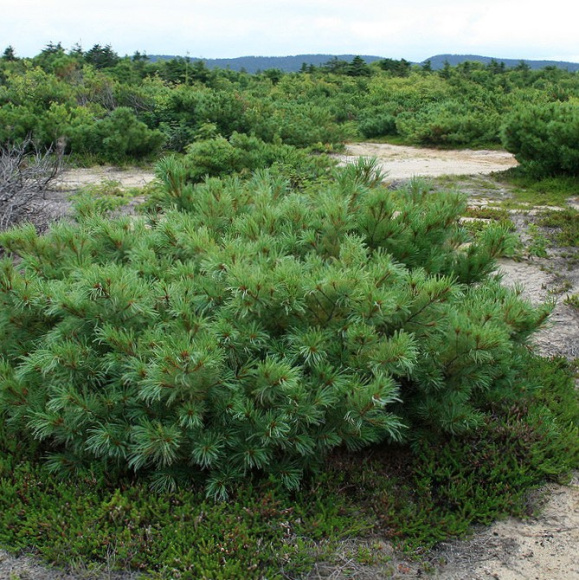 Сосна стланиковая купить с доставкой
