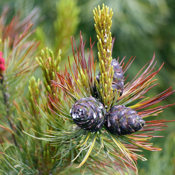 Сосна стланиковая купить с доставкой