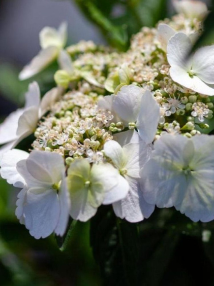 Гортензия Сбежавшая невеста (Runaway Bride) гибридная купить с доставкой Гортензия Сбежавшая невеста (Runaway Bride) гибридная купить с доставкой