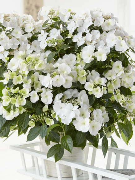 Гортензия Сбежавшая невеста (Runaway Bride) гибридная купить с доставкой Гортензия Сбежавшая невеста (Runaway Bride) гибридная купить с доставкой