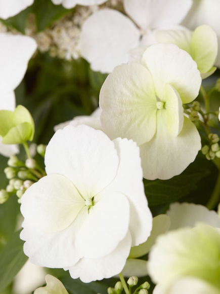 Гортензия Сбежавшая невеста (Runaway Bride) гибридная купить с доставкой Гортензия Сбежавшая невеста (Runaway Bride) гибридная купить с доставкой