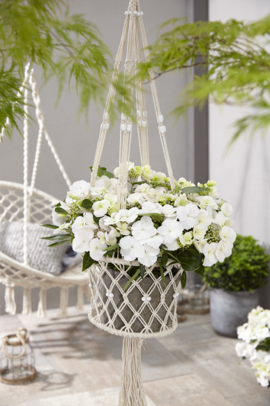 Гортензия Сбежавшая невеста (Runaway Bride) гибридная купить с доставкой Гортензия Сбежавшая невеста (Runaway Bride) гибридная купить с доставкой