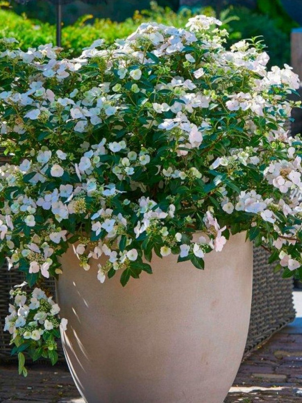 Гортензия Сбежавшая невеста (Runaway Bride) гибридная купить с доставкой Гортензия Сбежавшая невеста (Runaway Bride) гибридная купить с доставкой