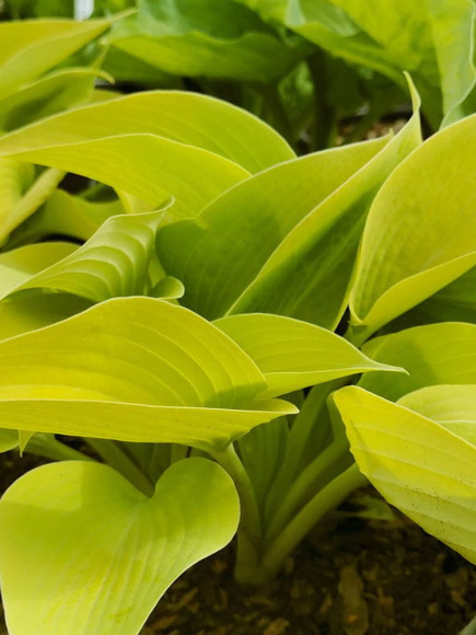 Хоста Санни Халцион (Sunny Halcyon) [M] купить с доставкой