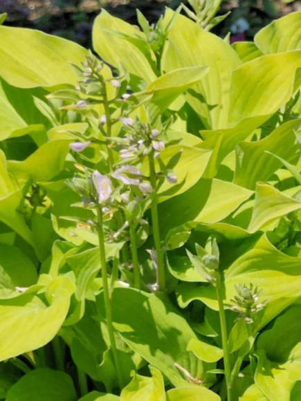 Хоста Санни Халцион (Sunny Halcyon) [M] купить с доставкой