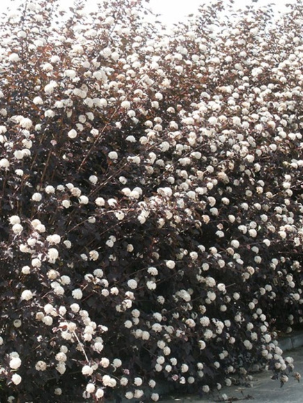 Пузыреплодник Дьяболо (Diabolo) купить с доставкой