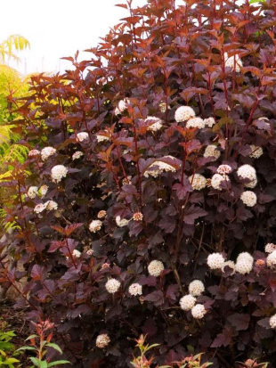 Пузыреплодник Дьяболо (Diabolo)