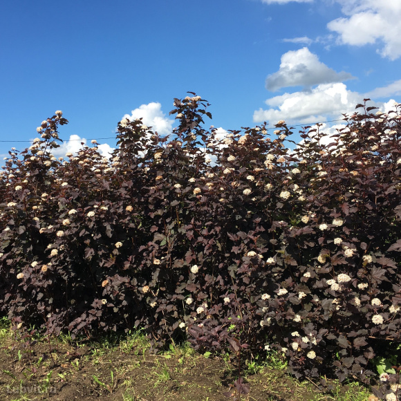 Пузыреплодник Дьяболо (Diabolo) купить с доставкой