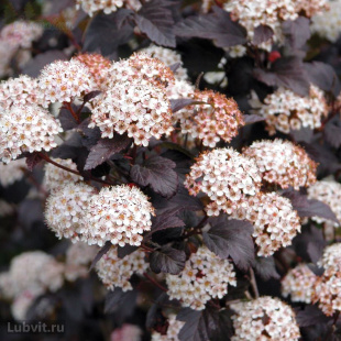 Пузыреплодник Дьяболо (Diabolo)