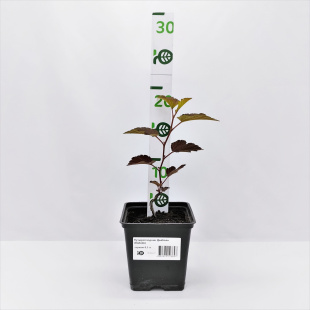 Пузыреплодник Дьяболо (Diabolo)