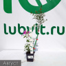 Флокс Птица Сирин можно купить недорого с доставкой в питомнике Любвитский