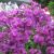 Флокс Птица Сирин купить с доставкой