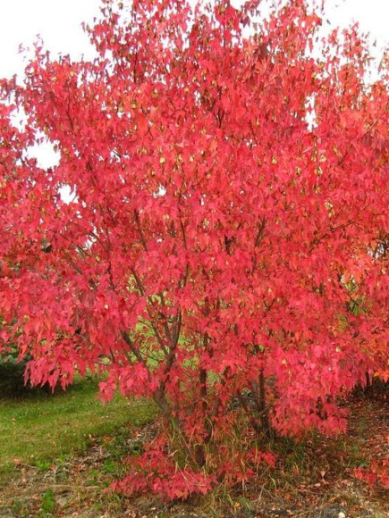 Клен Гиннала (Ginnala) купить с доставкой