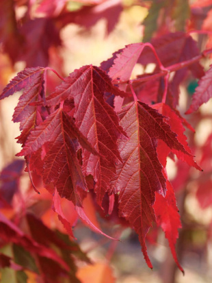 Клен Гиннала (Ginnala)