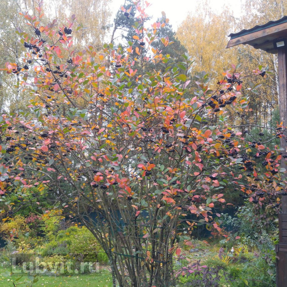 Рябина Неро купить с доставкой