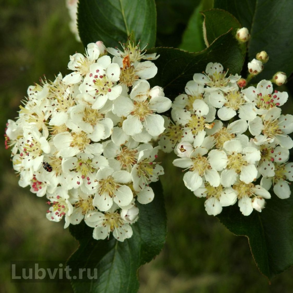 Рябина Неро купить с доставкой