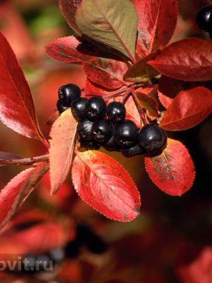 Рябина Неро