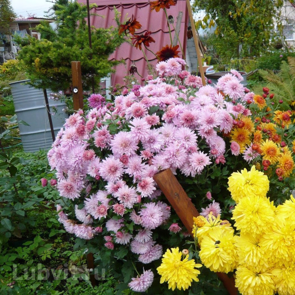 Хризантема мультифлора Дастин Пинк (Dustin Pink) купить с доставкой