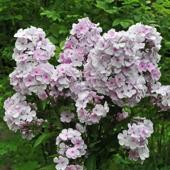 Флокс Баловень купить с доставкой Флокс Баловень купить с доставкой