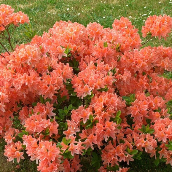 Рододендрон Японский Оранжевый купить с доставкой